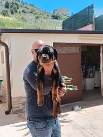 Cuccioli di rottweiler