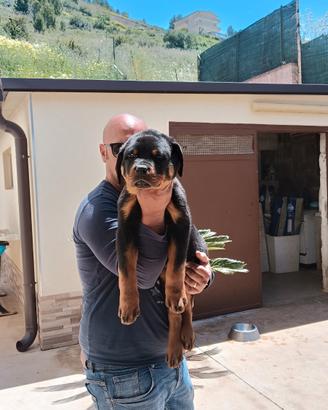 Cuccioli di rottweiler