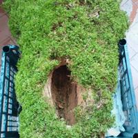 tronco cavo con muschio,fioriera naturale