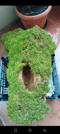 tronco cavo con muschio,fioriera naturale