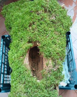 tronco cavo con muschio,fioriera naturale