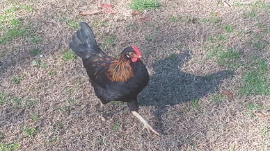 Piccolo galletto francesino