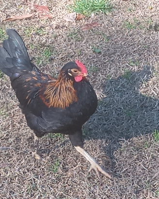 Piccolo galletto francesino