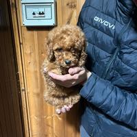 Barboncini maschi e femmine