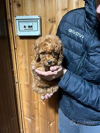 Barboncini maschi e femmine