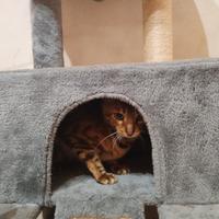 Casetta per gatti