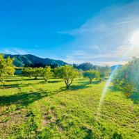 RIF 40 - Terreno con Agrumi a Muravera (SU)