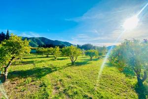 RIF 40 - Terreno con Agrumi a Muravera (SU)