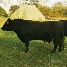 Vitelli black angus da ristallo/linea vacca villo