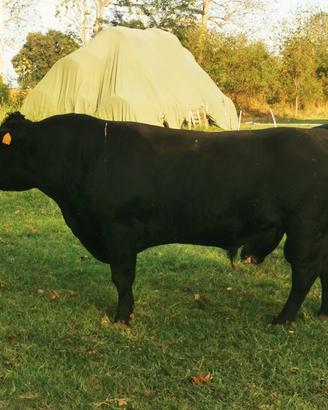 Vitelli black angus da ristallo/linea vacca villo