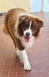 Border collie