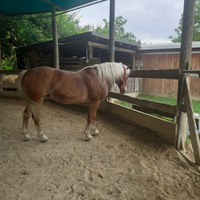 Cavallo haflinger 2008