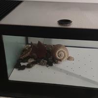 Vasca acquario crostacei 