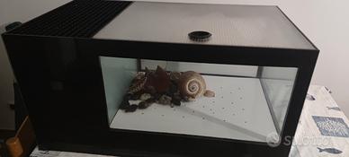 Vasca acquario crostacei 