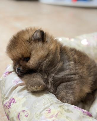 Ultimo mini pomerania