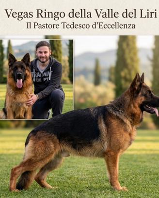 Pastore Tedesco per monta