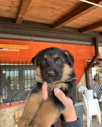 Cuccioli di pastore tedesco