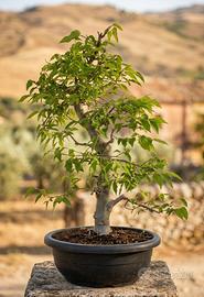 Bonsai di Bagolaro Esemplare Unico di 62 cm
