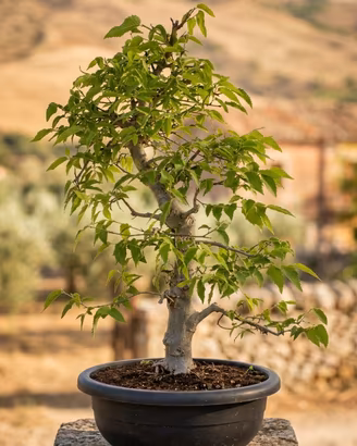 Bonsai di Bagolaro Esemplare Unico di 62 cm