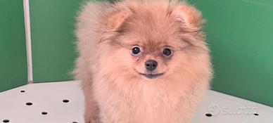 Spitz di pomerania