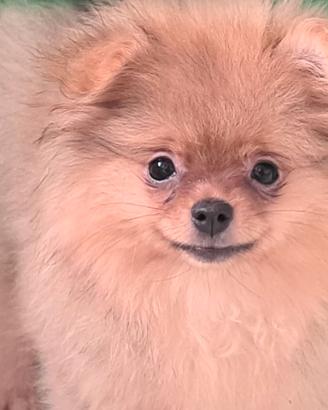 Spitz di pomerania