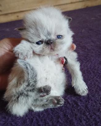 Piccolo cucciolo di persiani MASCHIO occhi azzurri