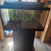 acquario 