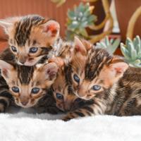 Gattine bengalese dal allevamento con pedigree