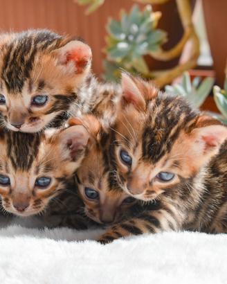 Gattine bengalese dal allevamento con pedigree