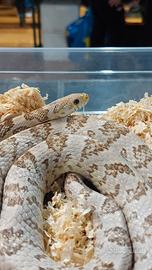 Serpente del grano, pantherophis guttatus