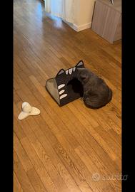 Gioco gatto + casetta