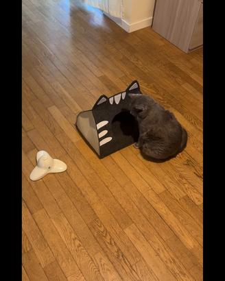 Gioco gatto + casetta