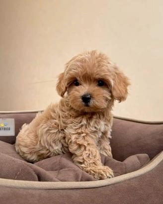 MALTIPOO toy & MALTIPO nano CUCCIOLI DISPONIBILI