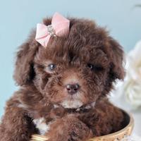 BARBONCINO TOY - BARBONCINI CHOCO pag 12 mesi