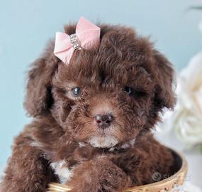 BARBONCINO TOY - BARBONCINI CHOCO pag 12 mesi