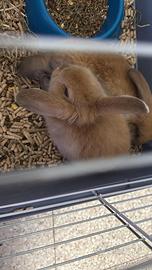 Coniglietti nani ariete