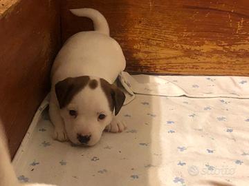 Cucciolata razza Jack Russell Terrier ROI