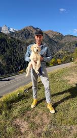 Cuccioli di Golden Retriever con pedigree ENCI