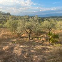 Piante di olivo