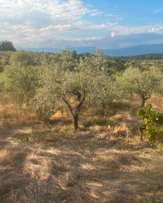 Piante di olivo