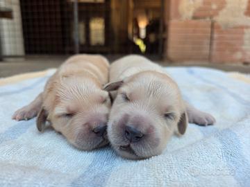 Cuccioli di Golden Retriever inglesi con pedigree