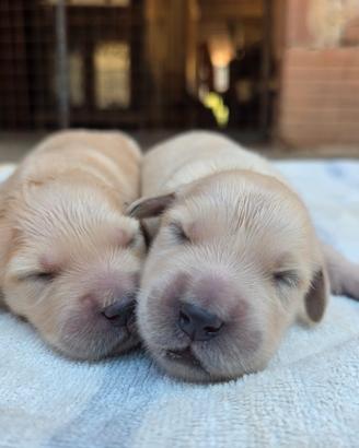 Cuccioli di Golden Retriever inglesi con pedigree