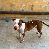 Pitbull