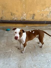 Pitbull