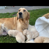 Cuccioli di golden retriever