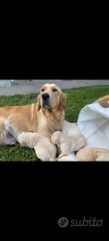 Cuccioli di golden retriever