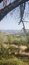 Terreno agricolo