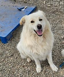 5anni, 3di invani appelli SOS CASA/GIARDINO.NOVARA