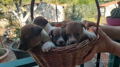 Jackrussell cuccioli euro300