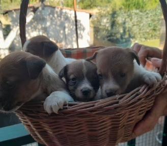 Jackrussell cuccioli euro300